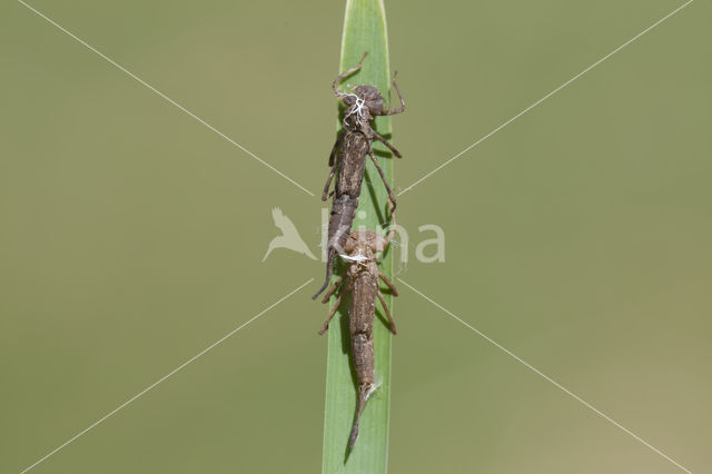 Pyrrhosoma elisabethae (rode lijst  IUCN