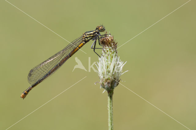 Pyrrhosoma elisabethae (rode lijst  IUCN