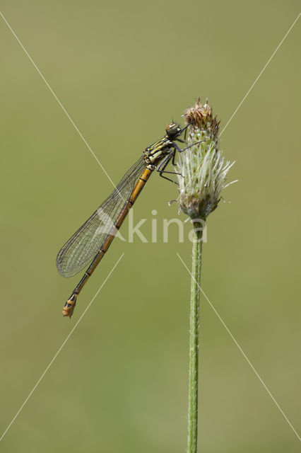 Pyrrhosoma elisabethae (rode lijst  IUCN