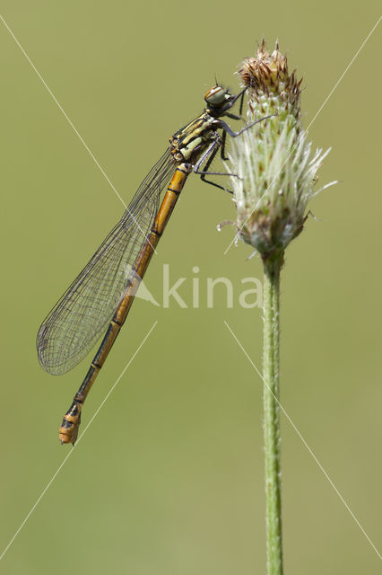 Pyrrhosoma elisabethae (rode lijst  IUCN