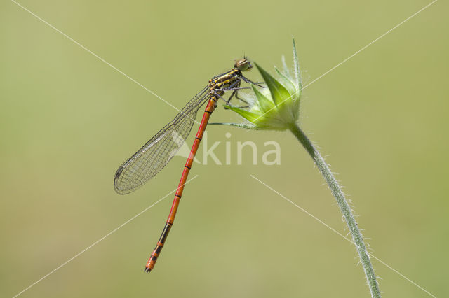 Pyrrhosoma elisabethae (rode lijst  IUCN