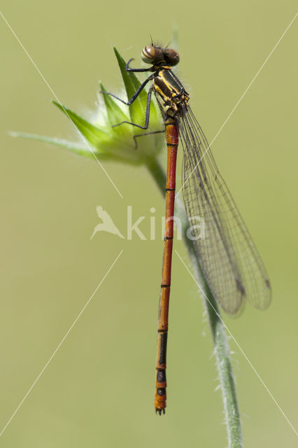 Pyrrhosoma elisabethae (IUCN red list