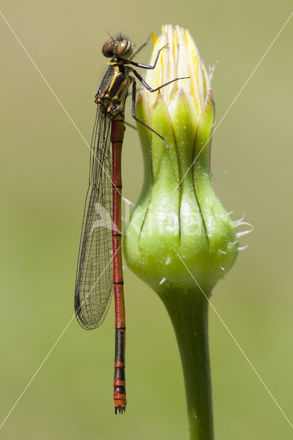 Pyrrhosoma elisabethae (IUCN red list