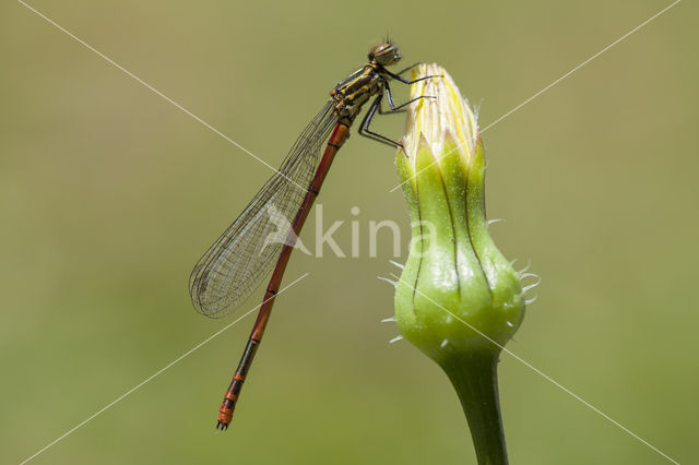 Pyrrhosoma elisabethae (rode lijst  IUCN