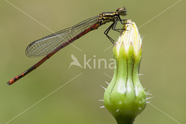 Pyrrhosoma elisabethae (IUCN red list