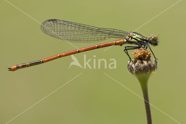 Pyrrhosoma elisabethae (IUCN red list