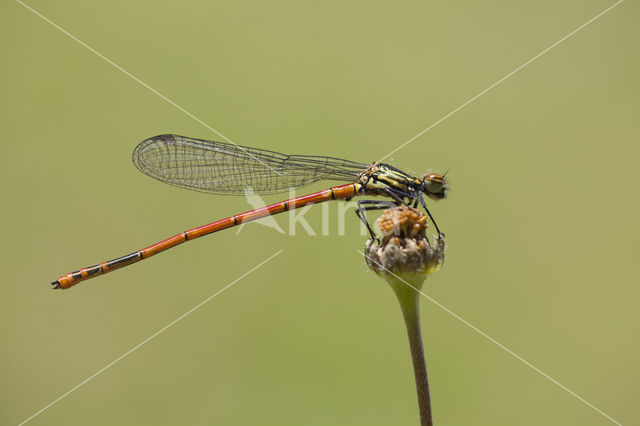 Pyrrhosoma elisabethae (IUCN red list