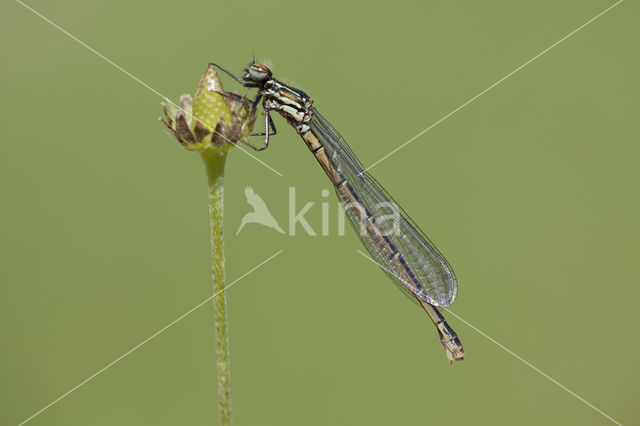 Pyrrhosoma elisabethae (rode lijst  IUCN