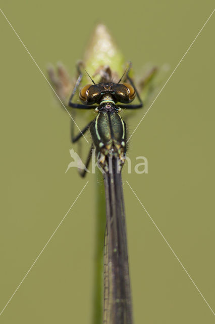 Pyrrhosoma elisabethae (rode lijst  IUCN