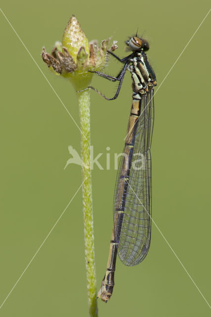 Pyrrhosoma elisabethae (rode lijst  IUCN