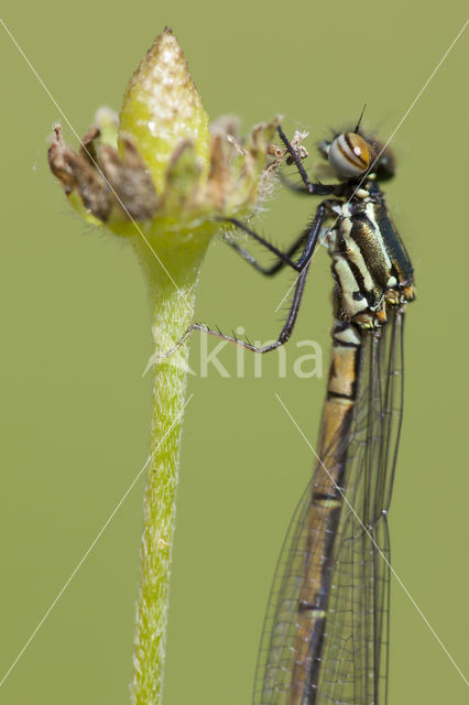 Pyrrhosoma elisabethae (rode lijst  IUCN