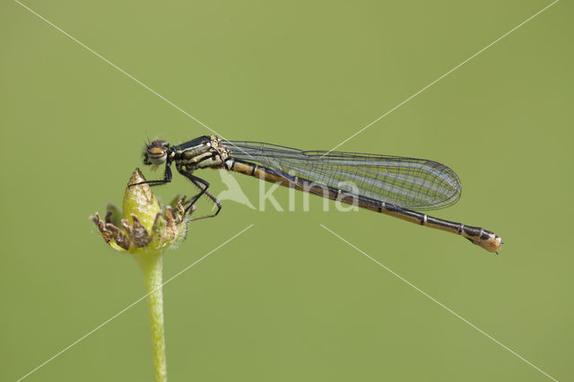 Pyrrhosoma elisabethae (rode lijst  IUCN