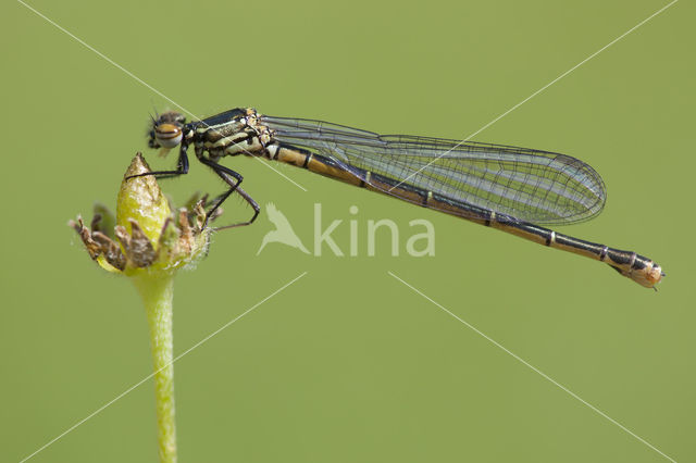 Pyrrhosoma elisabethae (rode lijst  IUCN