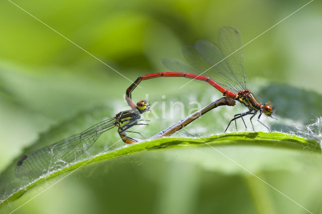 Pyrrhosoma elisabethae (IUCN red list