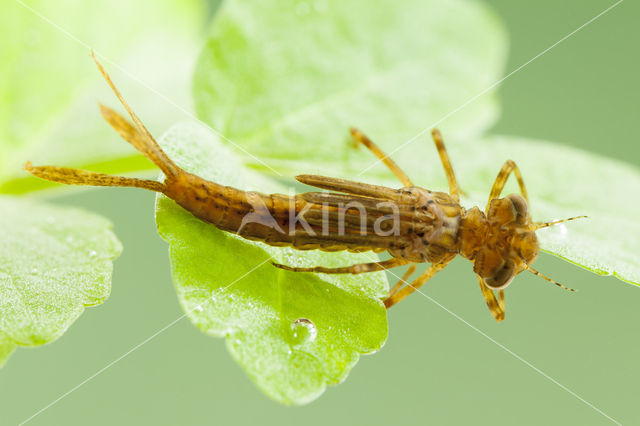 Pyrrhosoma elisabethae (rode lijst  IUCN