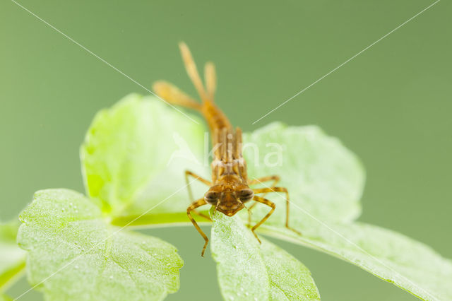 Pyrrhosoma elisabethae (IUCN red list