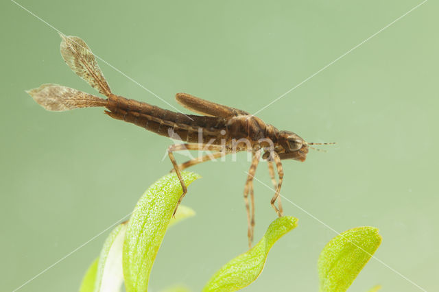 Pyrrhosoma elisabethae (rode lijst  IUCN