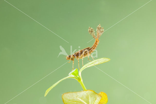 Pyrrhosoma elisabethae (rode lijst  IUCN