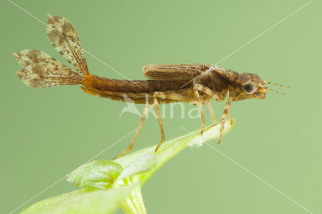 Pyrrhosoma elisabethae (rode lijst  IUCN