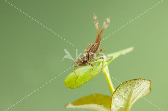 Pyrrhosoma elisabethae (rode lijst  IUCN