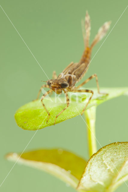 Pyrrhosoma elisabethae (rode lijst  IUCN