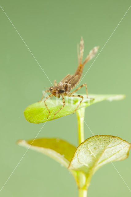 Pyrrhosoma elisabethae (rode lijst  IUCN