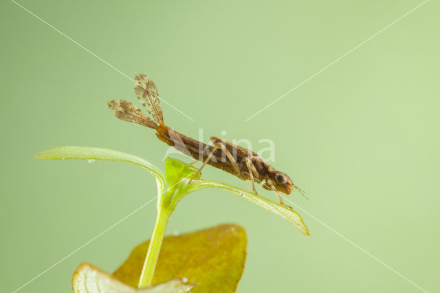 Pyrrhosoma elisabethae (rode lijst  IUCN