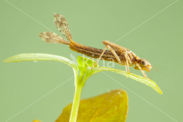 Pyrrhosoma elisabethae (IUCN red list