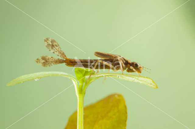 Pyrrhosoma elisabethae (IUCN red list