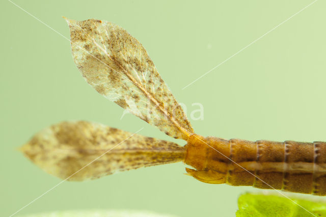 Pyrrhosoma elisabethae (rode lijst  IUCN