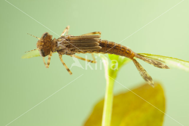 Pyrrhosoma elisabethae (rode lijst  IUCN