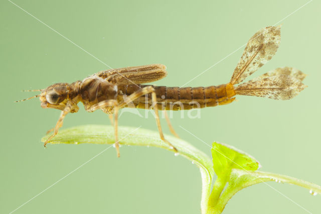 Pyrrhosoma elisabethae (IUCN red list