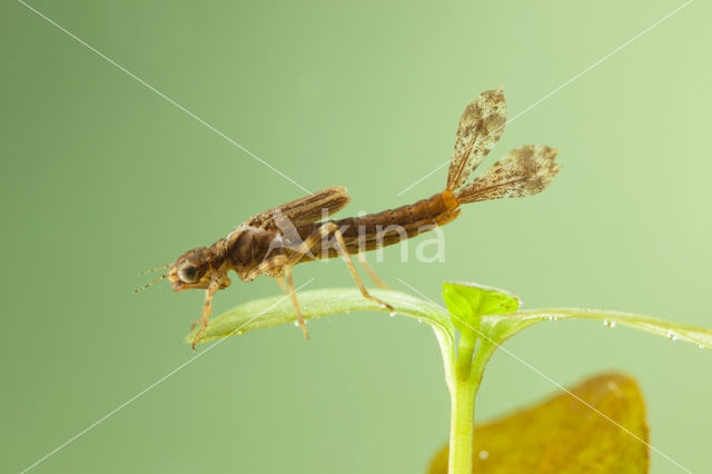 Pyrrhosoma elisabethae (rode lijst  IUCN