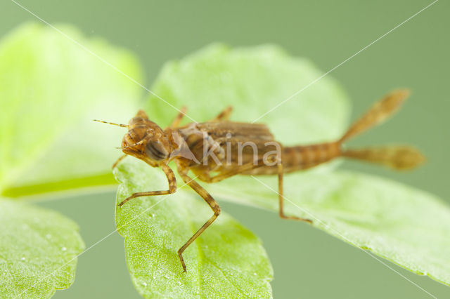 Pyrrhosoma elisabethae (IUCN red list