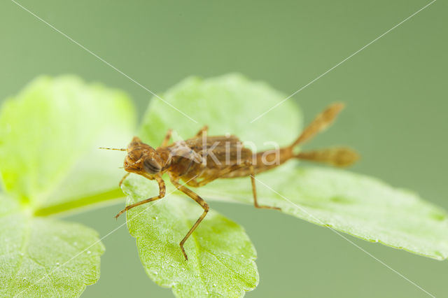 Pyrrhosoma elisabethae (rode lijst  IUCN