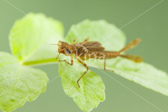 Pyrrhosoma elisabethae (rode lijst  IUCN