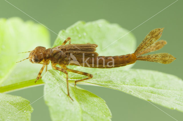 Pyrrhosoma elisabethae (rode lijst  IUCN