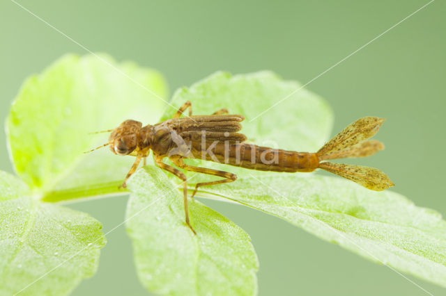 Pyrrhosoma elisabethae (rode lijst  IUCN