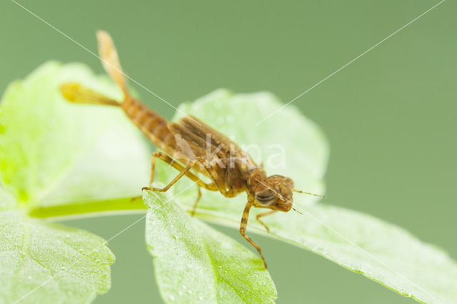 Pyrrhosoma elisabethae (rode lijst  IUCN