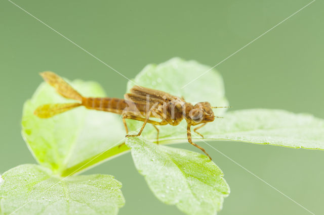 Pyrrhosoma elisabethae (rode lijst  IUCN