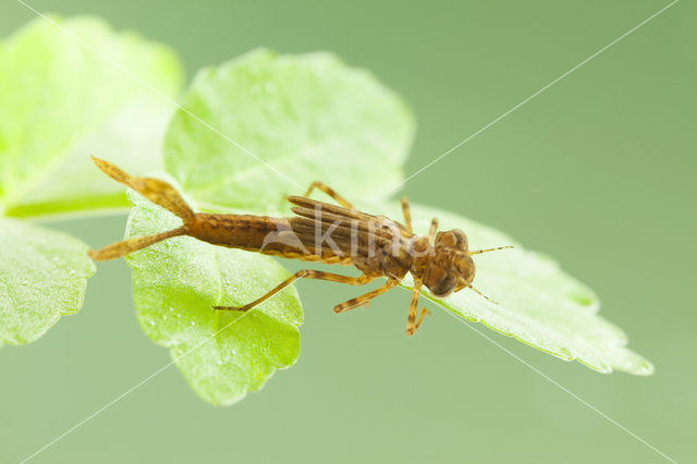 Pyrrhosoma elisabethae (rode lijst  IUCN