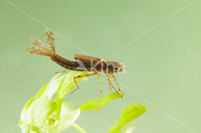 Pyrrhosoma elisabethae (rode lijst  IUCN