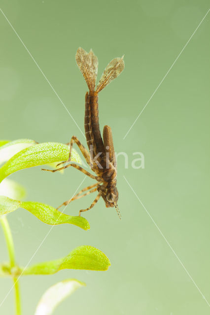 Pyrrhosoma elisabethae (rode lijst  IUCN