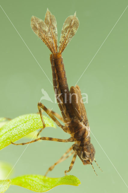 Pyrrhosoma elisabethae (rode lijst  IUCN