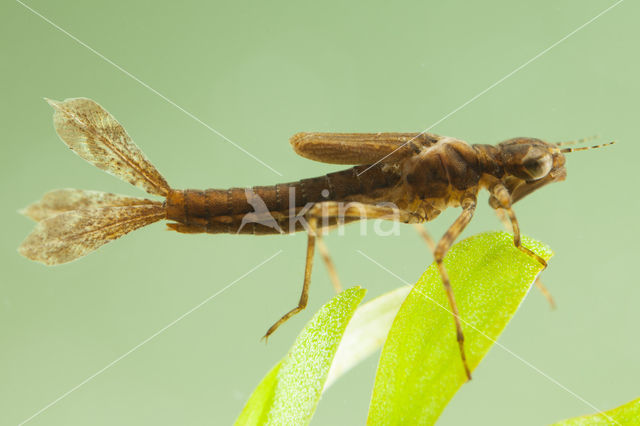 Pyrrhosoma elisabethae (rode lijst  IUCN