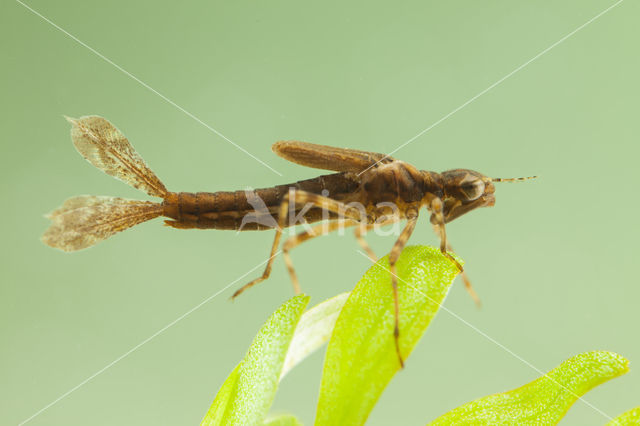 Pyrrhosoma elisabethae (rode lijst  IUCN