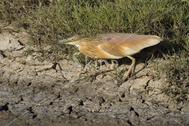 Squacco Heron (Ardeola ralloides)