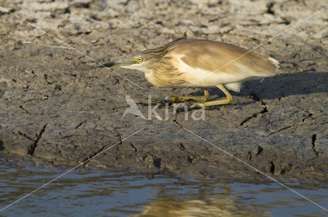 Squacco Heron (Ardeola ralloides)