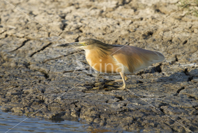 Squacco Heron (Ardeola ralloides)