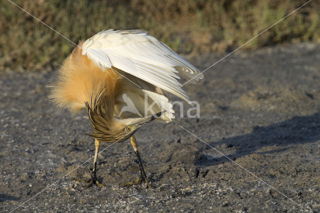 Squacco Heron (Ardeola ralloides)